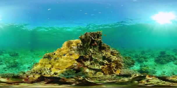 Arrecife de coral y peces tropicales. Filipinas. Realidad virtual 360 — Vídeo de stock