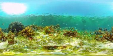 Suyun altında balıklı mercan kayalıkları. Filipinler. Sanal Gerçeklik 360