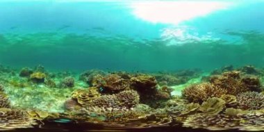 Mercan kayalıkları ve tropikal balıklar. Filipinler. Sanal Gerçeklik 360