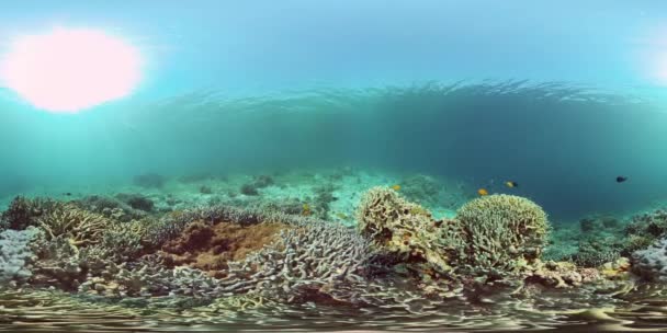 Coral reef and tropical fish underwater. Philippines. 360-Degree view. — Stock Video