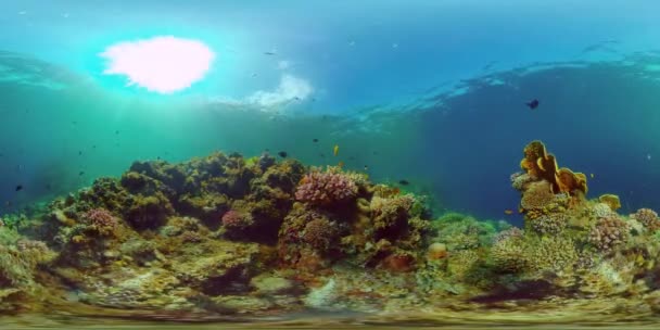De onderwaterwereld van een koraalrif. Filippijnen. Virtual Reality 360 — Stockvideo
