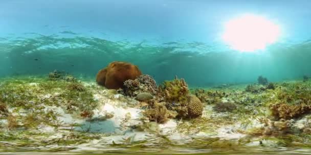 Coral reef and tropical fish underwater. Philippines. 360-Degree view. — Stock Video