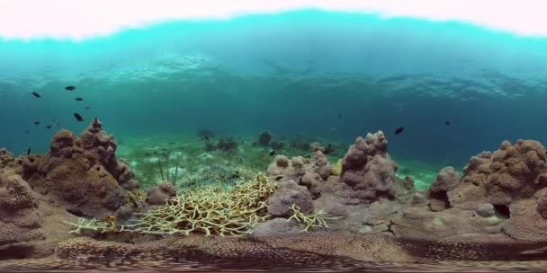 Arrecife de coral y peces tropicales. Filipinas. Vista de 360 grados. — Vídeos de Stock