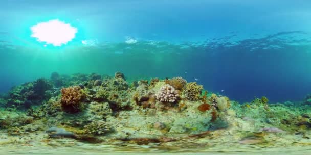 Arrecife de coral con peces bajo el agua. Filipinas. Realidad virtual 360 — Vídeo de stock