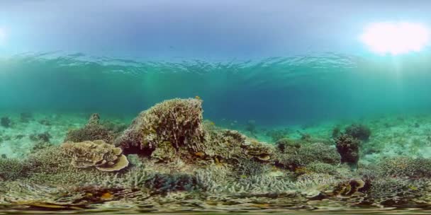 Arrecife de coral y peces tropicales bajo el agua. Filipinas. Realidad virtual 360 — Vídeo de stock