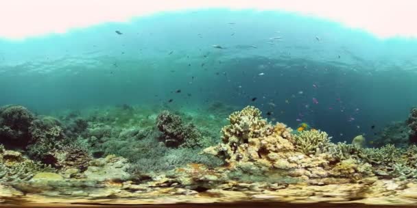 Coral reef and tropical fish. Philippines. 360-Degree view. — Stock Video
