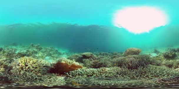 Coral reef and tropical fish. Philippines. 360-Degree view. — Stock Video