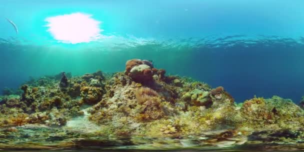 Barriera corallina e pesce tropicale. Filippine. Vista a 360 gradi. — Video Stock