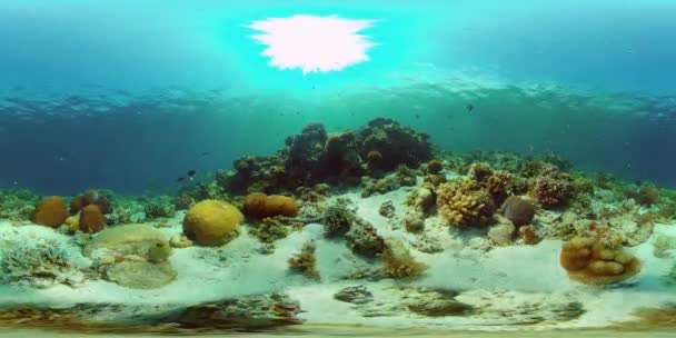 Arrecife de coral con peces bajo el agua. Filipinas. Realidad virtual 360 — Vídeo de stock