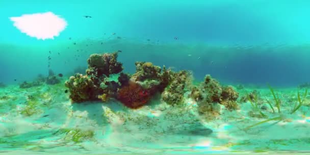 Egy korallzátony víz alatti világa. Fülöp-szigetek. Virtuális valóság 360