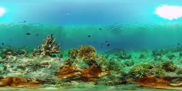 Korallrev och tropisk fisk. Filippinerna. 360 graders sikt. — Stockvideo