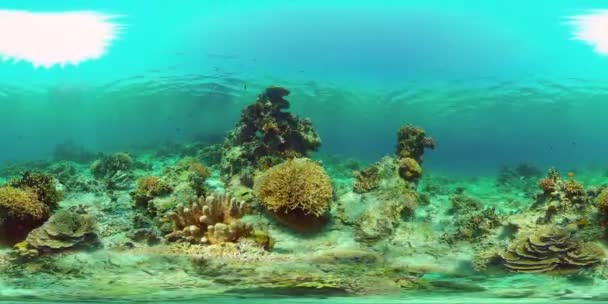 Arrecife de coral y peces tropicales bajo el agua. Filipinas. Vista de 360 grados. — Vídeo de stock