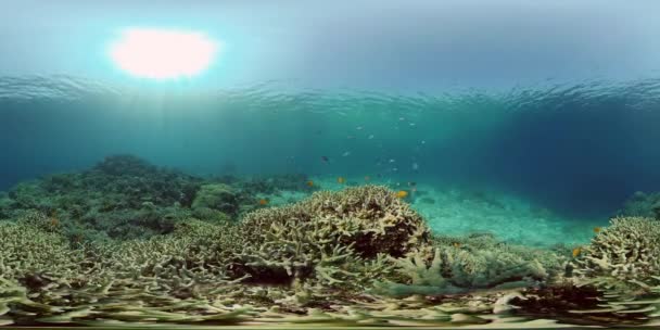 Coral reef with fish underwater. Philippines. Virtual Reality 360 — Stock Video