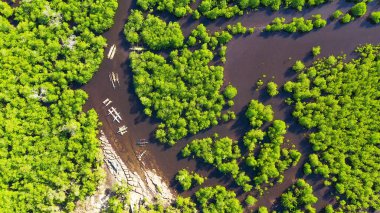 Yeşil mangrovlar. Mindanao, Filipinler.