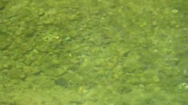 Güneşli yaz gününde dağ nehri deresi.