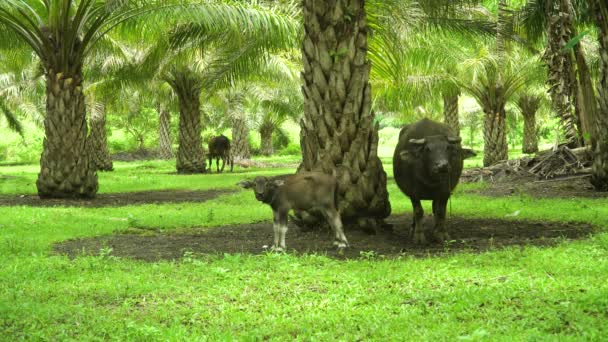 Buffalo in einem Palmenhain. Bohol, Philippinen. — Stockvideo