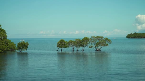 Pemandangan tropis: Lautan dan pohon bakau. — Stok Video