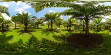 Palmiye bahçeli tropik bir manzara. 360 panorama VR.