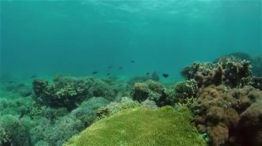 Mercan resifi ve tropikal balıklar su altında. Filipinler.