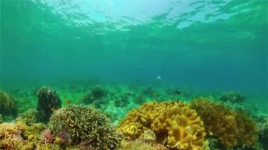 Mercan resifi ve tropikal balıklar su altında. Filipinler.
