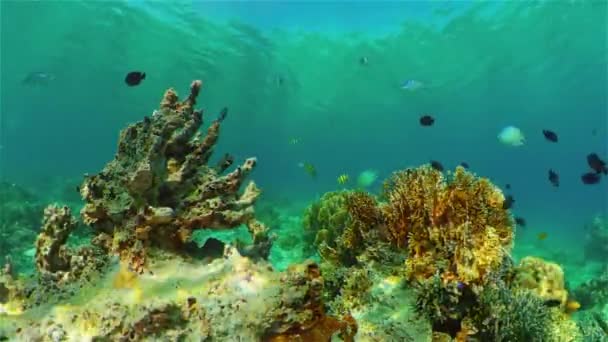 サンゴ礁と熱帯魚。フィリピン. — ストック動画
