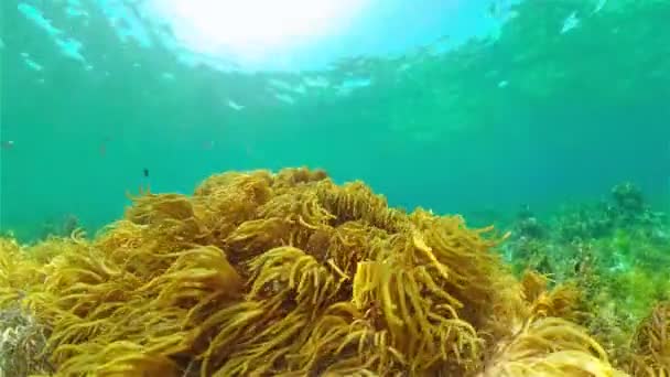Korálový útes s rybami pod vodou. Filipíny. — Stock video