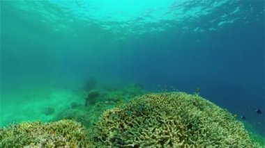 Mercan resifi ve tropikal balıklar su altında. Filipinler.