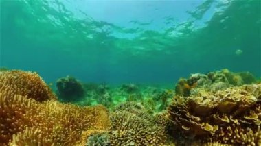 Mercan kayalıkları ve tropikal balıklar. Filipinler.