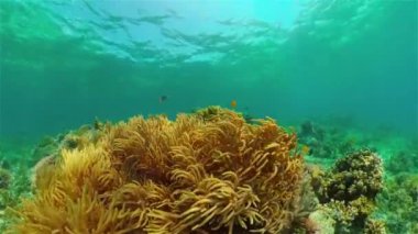 Mercan kayalıkları ve tropikal balıklar. Filipinler.