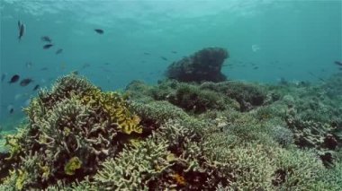 Mercan kayalıkları ve tropikal balıklar. Filipinler.