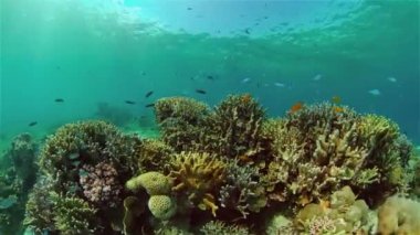 Mercan resifi ve tropikal balıklar su altında. Filipinler.