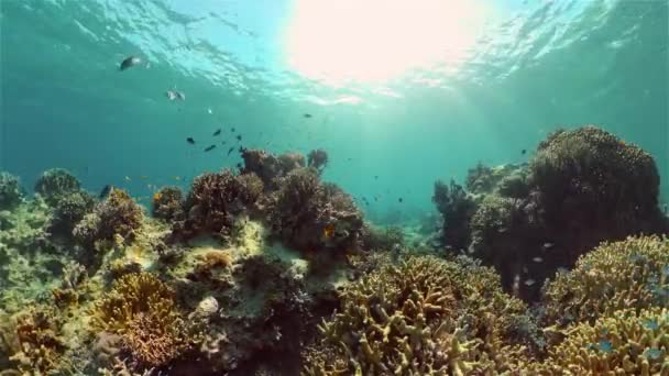 Κοραλλιογενής ύφαλος με ψάρια. Φιλιππίνες. — Αρχείο Βίντεο