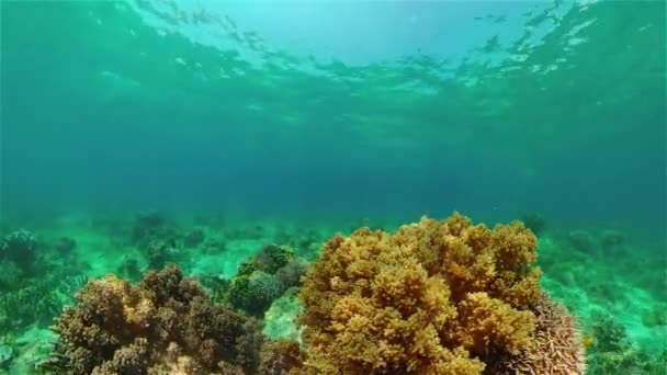 Récif corallien et poissons tropicaux sous-marins. Philippines. — Video