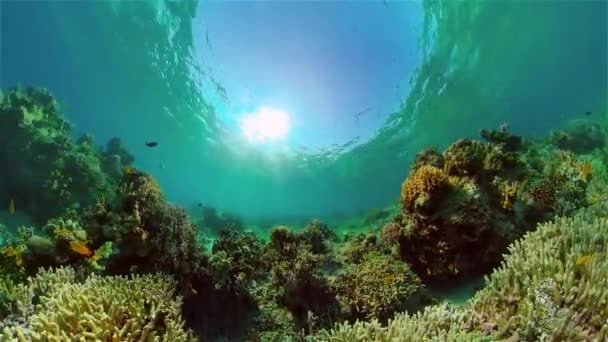 Barriera corallina e pesce tropicale. Filippine. — Video Stock