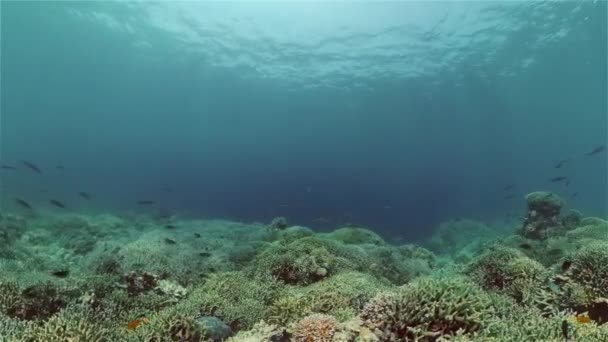 Récif corallien et poissons tropicaux. Philippines. — Video
