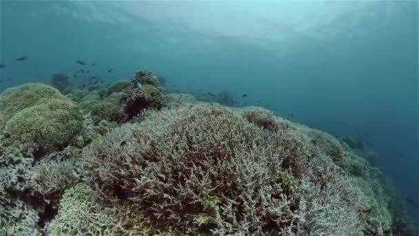 Koraalrif en tropische vissen onder water. Filippijnen. — Stockvideo