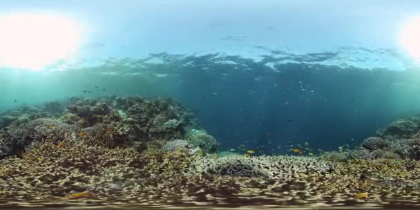 Arrecife de coral y peces tropicales. Filipinas. Vista de 360 grados. — Vídeos de Stock
