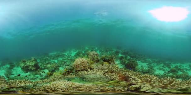 Korálové útesy a tropické ryby pod vodou. Filipíny. Virtuální realita 360 — Stock video