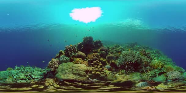 Barriera corallina con pesci sott'acqua. Filippine. Realtà virtuale 360 — Video Stock