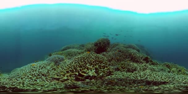 Coral reef and tropical fish underwater. Philippines. 360-Degree view. — Stock Video