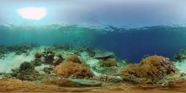 Коралловый риф и тропическая рыба. Филиппины. 360-градусный обзор. — стоковое видео