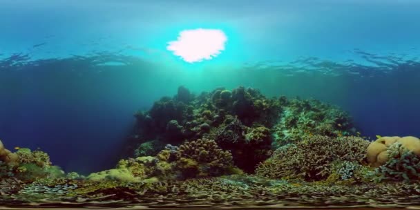 Arrecife de coral y peces tropicales. Filipinas. Vista de 360 grados. — Vídeo de stock