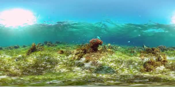 Korallenriffe und tropische Fische unter Wasser. Philippinen. 360-Grad-Ansicht. — Stockvideo
