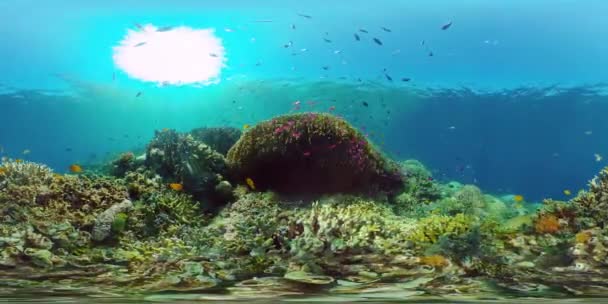 Récif corallien avec poissons sous-marins. Philippines. Réalité virtuelle 360 — Video