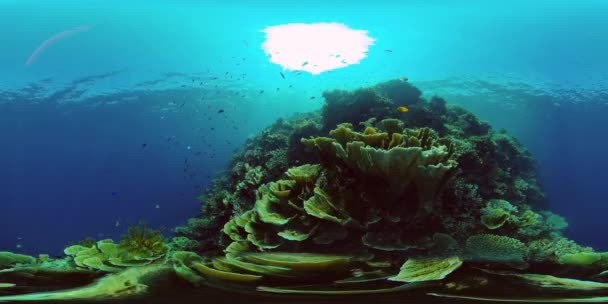 Egy korallzátony víz alatti világa. Fülöp-szigetek. Virtuális valóság 360 — Stock videók