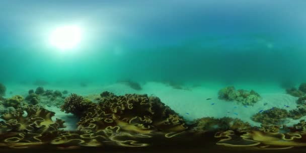 Coral reef and tropical fish. Philippines. 360-Degree view. — Stock Video