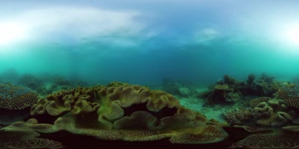 Korallzátony halakkal a víz alatt. Fülöp-szigetek. Virtuális valóság 360 — Stock videók