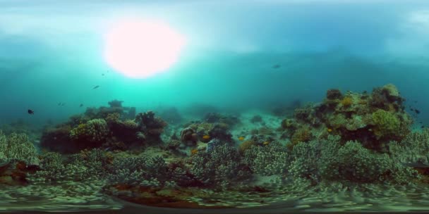 El mundo submarino de un arrecife de coral. Filipinas. Realidad virtual 360 — Vídeo de stock