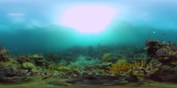 Coral reef with fish underwater. Philippines. Virtual Reality 360 — Stock Video