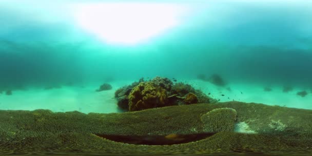 Podmořský svět korálového útesu. Filipíny. Virtuální realita 360 — Stock video